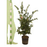 Troène du Japon Texanum - Ligustrum japonicum Texanum 100/120cm Pot 10L