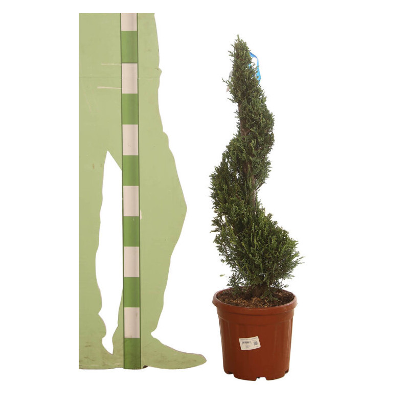 Cyprès de Leyland - Cupressocyparis leylandii Spirale 100/120cm Pot 10L