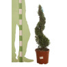 Cyprès de Leyland - Cupressocyparis leylandii Spirale 100/120cm Pot 10L