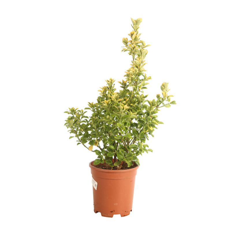 Fusain du Japon Aureus - Euonymus japonicus Aureus 60/80cm Pot 10L