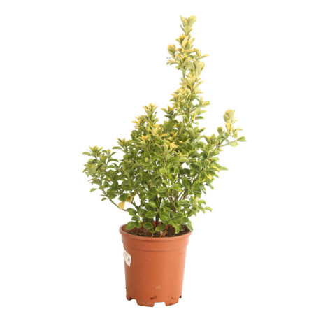 Fusain du Japon Aureus - Euonymus japonicus Aureus 60/80cm Pot 10L