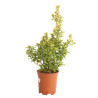 Fusain du Japon Aureus - Euonymus japonicus Aureus 60/80cm Pot 10L