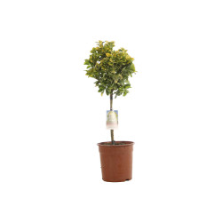 Fusain du Japon Aurea - Euonymus japonicus Aurea Mini tige 80cm Pot 7L