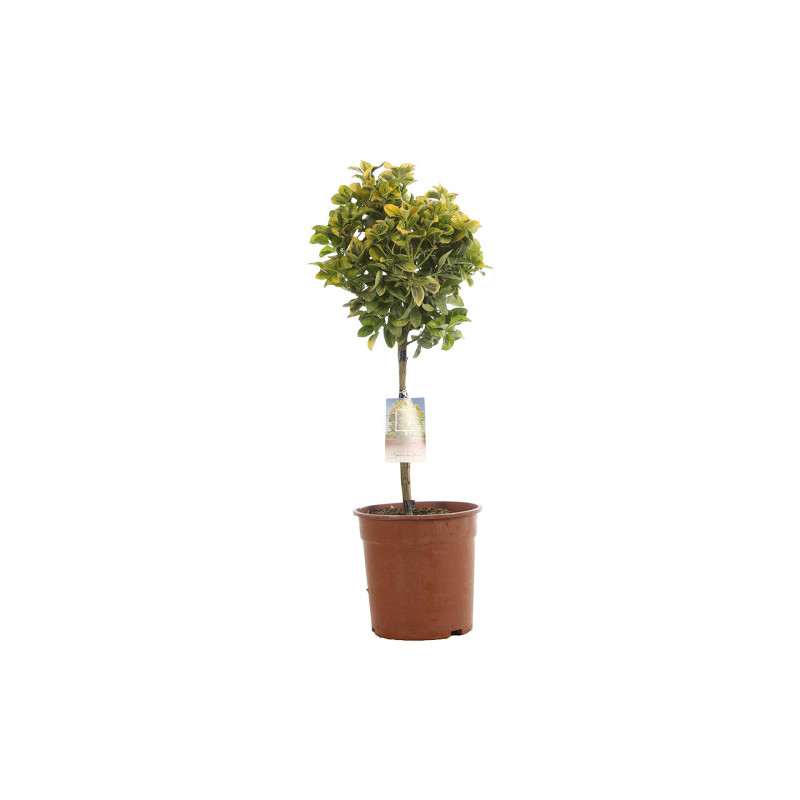 Fusain du Japon Aurea - Euonymus japonicus Aurea Mini tige 80cm Pot 7L