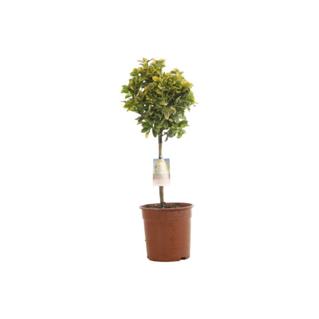 Fusain du Japon Aurea - Euonymus japonicus Aurea Mini tige 80cm Pot 7L