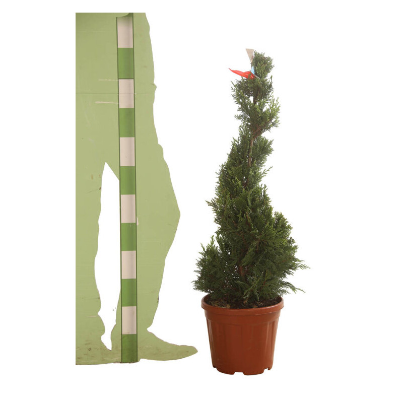 Cyprès de Leyland Castlewellan Gold - Cupressocyparis leylandii Castlewellan Gold Spirale 100/120cm Pot 10L