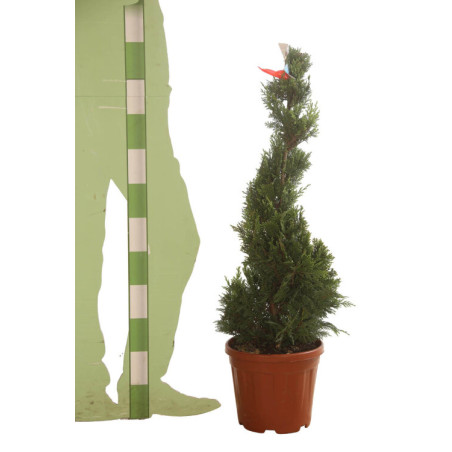 Cyprès de Leyland Castlewellan Gold - Cupressocyparis leylandii Castlewellan Gold Spirale 100/120cm Pot 10L
