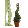 Cyprès de Leyland Castlewellan Gold - Cupressocyparis leylandii Castlewellan Gold Spirale 100/120cm Pot 10L