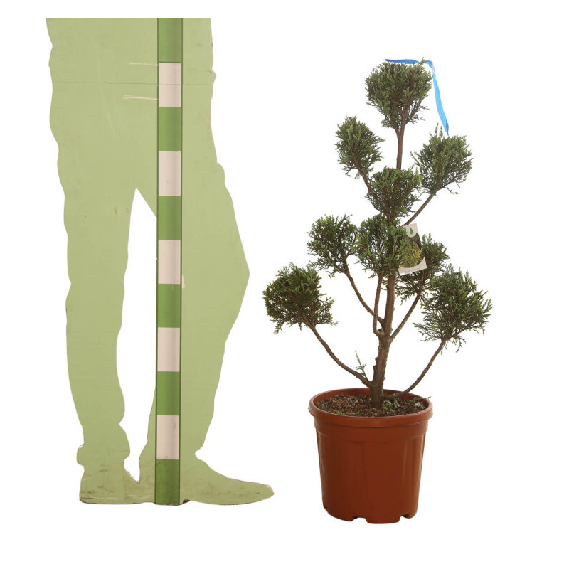 Cyprès de Leyland Castlewellan Gold Pompom 100/120cm Pot 10L - Topiaire en nuages