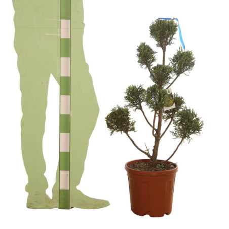 Cyprès de Leyland Castlewellan Gold Pompom 100/120cm Pot 10L - Topiaire en nuages