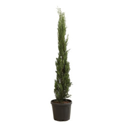 Cyprès de Provence Pyramidalis - Cupressus sempervirens Pyramidalis 100/125cm Pot 10L