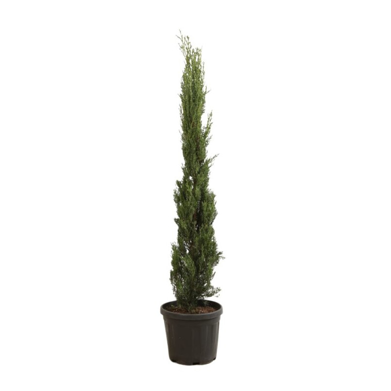 Cyprès de Provence Pyramidalis - Cupressus sempervirens Pyramidalis 100/125cm Pot 10L