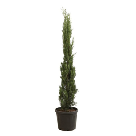 Cyprès de Provence Pyramidalis - Cupressus sempervirens Pyramidalis 100/125cm Pot 10L