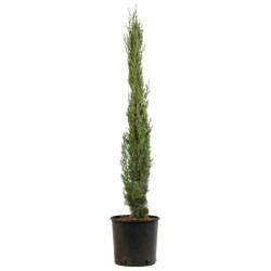 Cyprès de Provence Totem - Cupressus sempervirens Totem 100/120cm Pot 5L