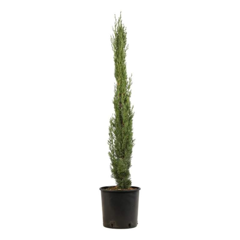 Cyprès de Provence Totem - Cupressus sempervirens Totem 100/120cm Pot 5L