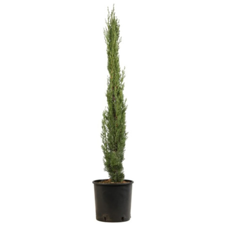 Cyprès de Provence Totem - Cupressus sempervirens Totem 100/120cm Pot 5L