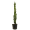 Cyprès de Provence Totem - Cupressus sempervirens Totem 100/120cm Pot 5L