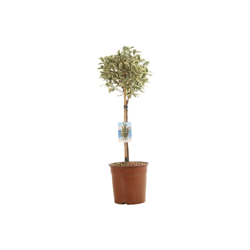 Fusain du Japon Bravo - Euonymus japonicus Bravo Mini tige 80cm Pot 7L