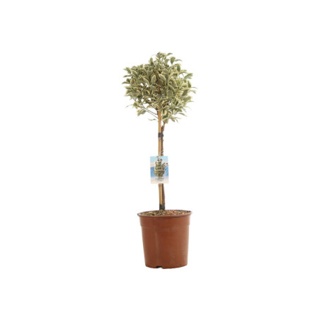 Fusain du Japon Bravo - Euonymus japonicus Bravo Mini tige 80cm Pot 7L