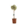 Fusain du Japon Bravo - Euonymus japonicus Bravo Mini tige 80cm Pot 7L