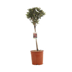 Photinia Little Red Robin - Photinia xfraseri Little Red Robin Mini tige 80cm Pot 7L