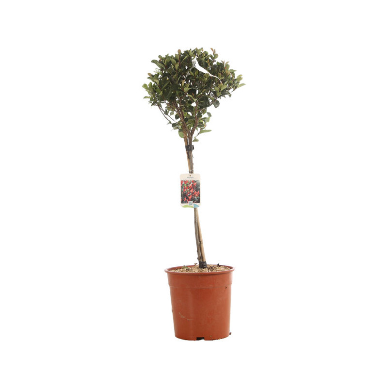 Photinia Little Red Robin - Photinia xfraseri Little Red Robin Mini tige 80cm Pot 7L