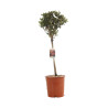 Photinia Little Red Robin - Photinia xfraseri Little Red Robin Mini tige 80cm Pot 7L