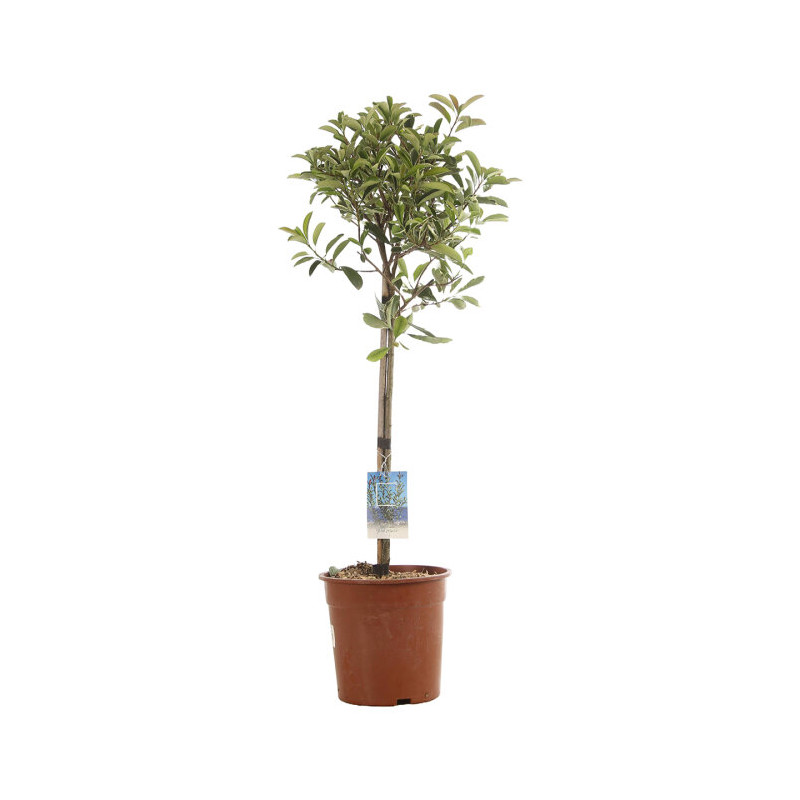 Photinia Pink Marble - Photinia xfraseri Pink Marble Mini tige 80cm Pot 7L