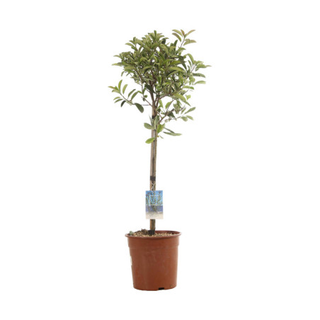 Photinia Pink Marble - Photinia xfraseri Pink Marble Mini tige 80cm Pot 7L
