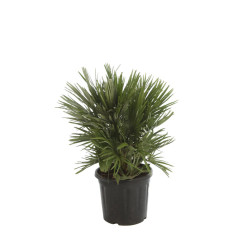 Palmier nain Siciliana - Chamaerops humilis Siciliana 100cm Pot 20L