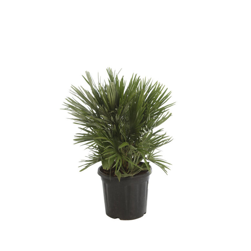 Palmier nain Siciliana - Chamaerops humilis Siciliana 100cm Pot 20L