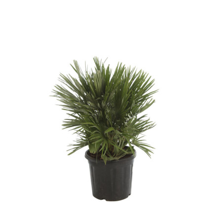 Palmier nain Siciliana - Chamaerops humilis Siciliana 100cm Pot 20L
