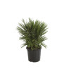Palmier nain Siciliana - Chamaerops humilis Siciliana 100cm Pot 20L