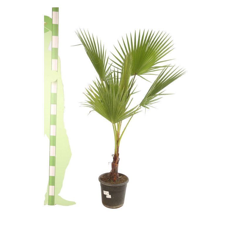 Palmier Washingtonia - Washingtonia robusta 110cm Pot 10L