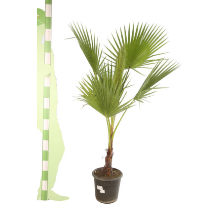 Palmier Washingtonia - Washingtonia robusta 110cm Pot 10L