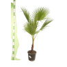 Palmier Washingtonia - Washingtonia robusta 110cm Pot 10L
