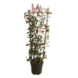 Photinia Red Robin - Photinia xfraseri Red Robin 120/140cm Pot 18L