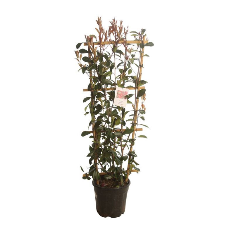 Photinia Red Robin - Photinia xfraseri Red Robin 120/140cm Pot 18L