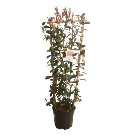 Photinia Red Robin - Photinia xfraseri Red Robin 120/140cm Pot 18L