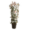 Photinia Red Robin - Photinia xfraseri Red Robin 120/140cm Pot 18L