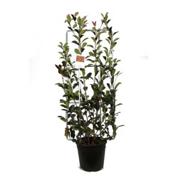 Photinia Red Robin - Photinia xfraseri Red Robin Espalier 120x50cm Pot 18L