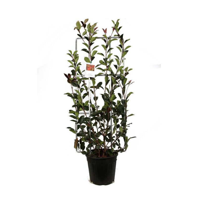 Photinia Red Robin - Photinia xfraseri Red Robin Espalier 120x50cm Pot 18L