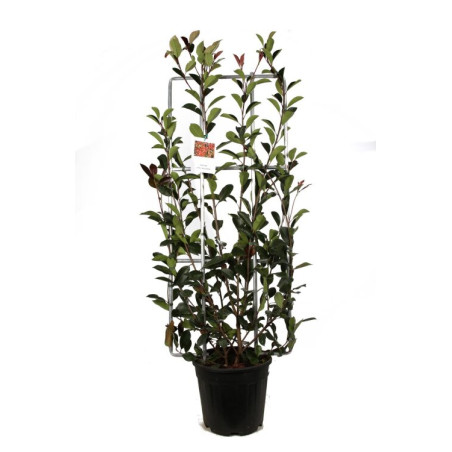 Photinia Red Robin - Photinia xfraseri Red Robin Espalier 120x50cm Pot 18L