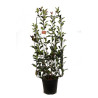Photinia Red Robin - Photinia xfraseri Red Robin Espalier 120x50cm Pot 18L