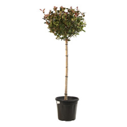 Photinia Little Red Robin - Photinia xfraseri Little Red Robin Boule - 120cm Pot 25L
