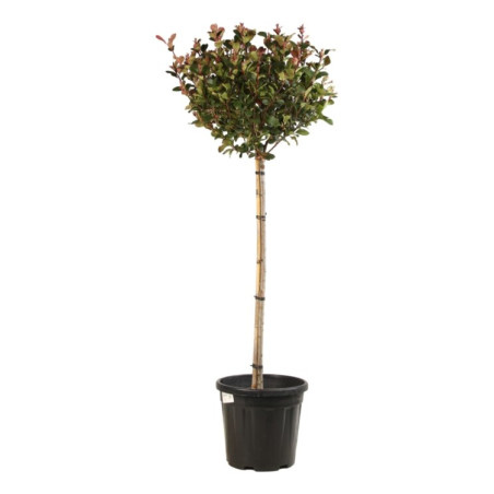 Photinia Little Red Robin - Photinia xfraseri Little Red Robin Boule - 120cm Pot 25L