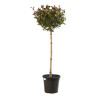 Photinia Little Red Robin - Photinia xfraseri Little Red Robin Boule - 120cm Pot 25L