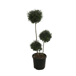 Troène de Delavay - Ligustrum jonandrum 3 boules 120/140cm Pot 20L