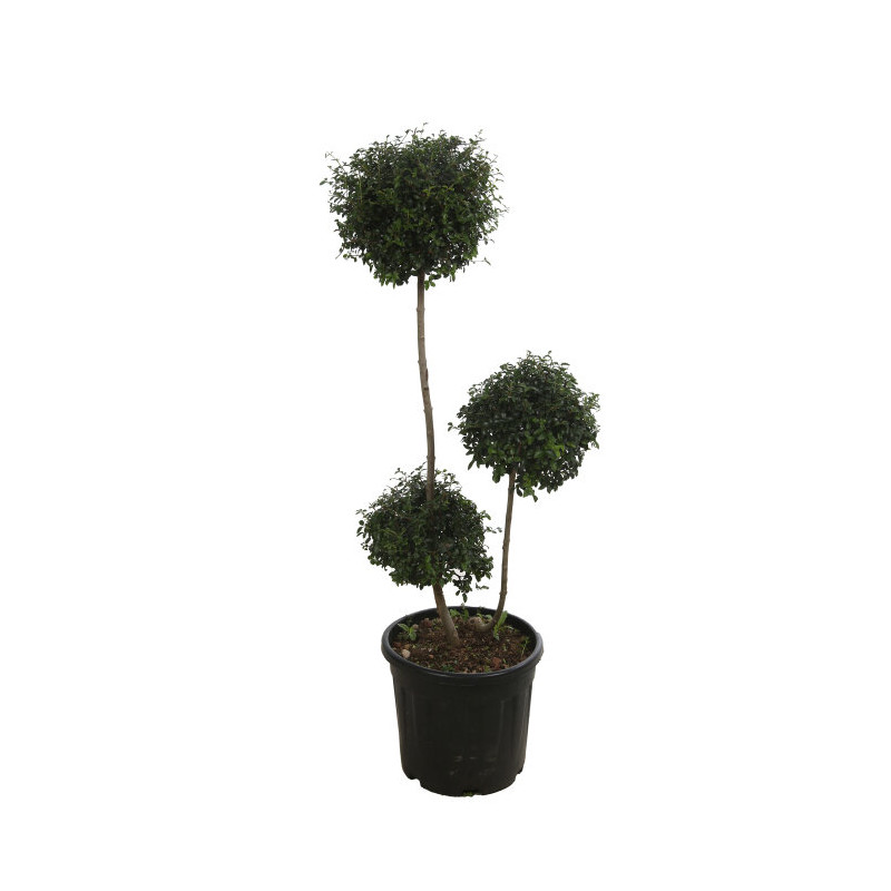 Troène de Delavay - Ligustrum jonandrum 3 boules 120/140cm Pot 20L