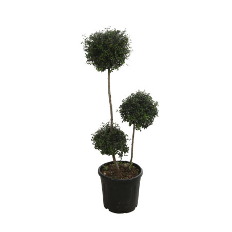 Troène de Delavay - Ligustrum jonandrum 3 boules 120/140cm Pot 20L